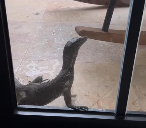 Rumah Teuku Wisnu Kedatangan Biawak, Penghuni Langsung Heboh dan Panik