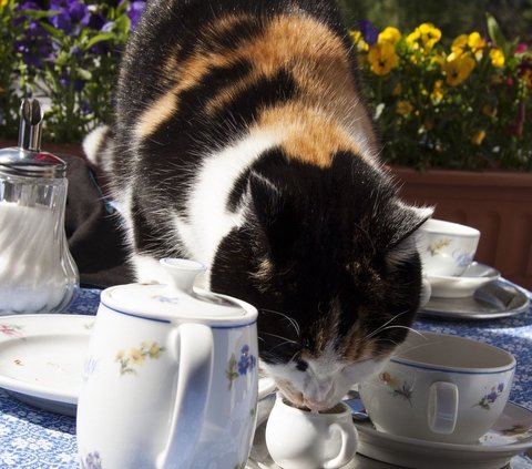 10 Mitos Tentang Kucing, Dipercaya dapat Membawa Rejeki