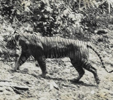 Harimau Jawa (Panthera tigris sondanica) bersama Harimau Bali (P. tigris balica) dianggap punah oleh International Union for Conservation of Nature (IUCN) sejak berdasarkan assesment tahun 2008.