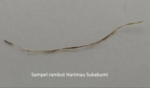 <b>Temuan Sehelai Rambut 'Milik' Harimau Jawa</b>