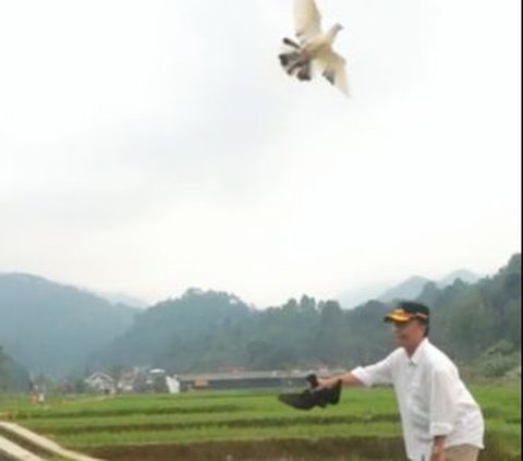 ⁠Pj Bupati Sumedang Herman Suryatman Main Burung di Tengah Sawah, Ternyata Ngelepek Merpati Susah