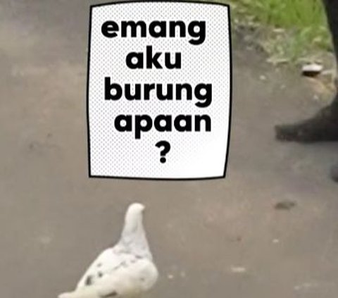 ⁠Pj Bupati Sumedang Herman Suryatman Main Burung di Tengah Sawah, Ternyata Ngelepek Merpati Susah