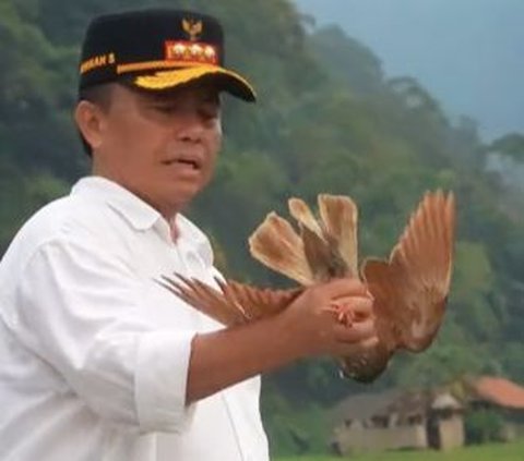 ⁠Pj Bupati Sumedang Herman Suryatman Main Burung di Tengah Sawah, Ternyata Ngelepek Merpati Susah