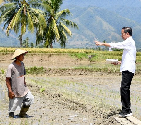 Jokowi Cek Panen Raya Padi di Sigi: Hasilnya Bagus, Bisa 6 Ton per Hektare