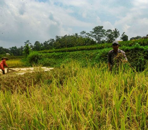 Jokowi Cek Panen Raya Padi di Sigi: Hasilnya Bagus, Bisa 6 Ton per Hektare