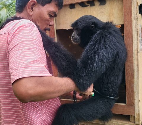 Tragis 2 Siamang Kurus Kering Akibat Dipelihara Warga, BKSDA Sumsel Turun Tangan Evakuasi