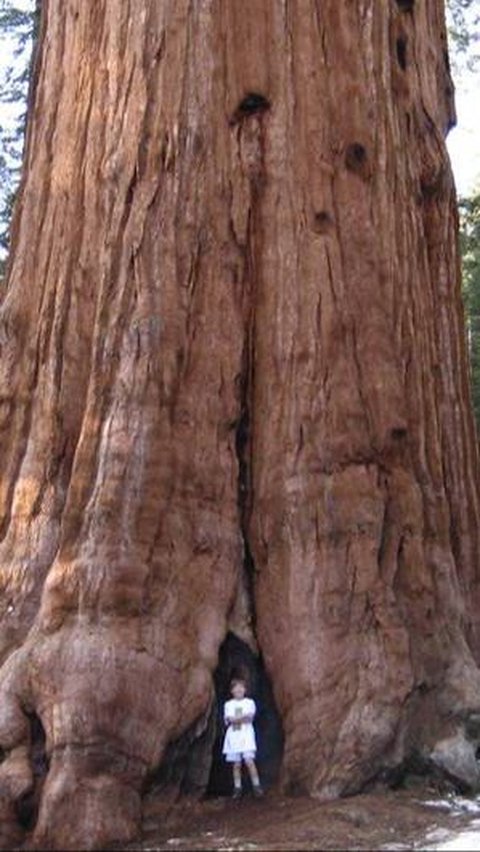 Sequoia Raksasa