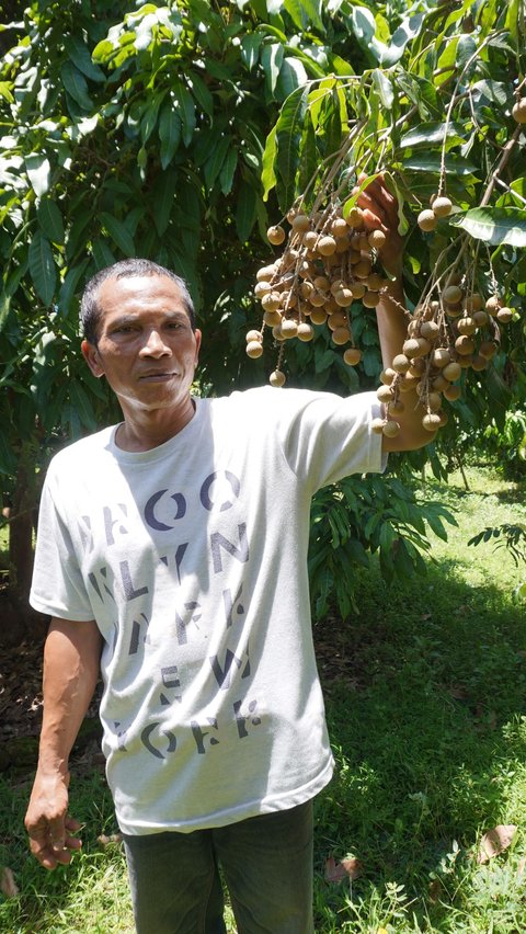 Kelengkeng Bikin Desa Murtigading Makin Mentereng