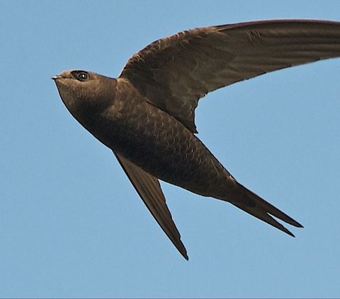 Burung Ini Mampu Terbang 10 Bulan Nonstop, Makannya saat Melayang di Udara