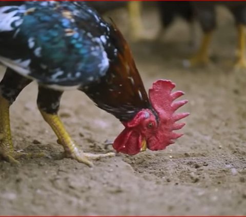 Pria Sleman Ini Sukses Ternak Ayam KUB, Ini Kisah Inspiratif di Baliknya