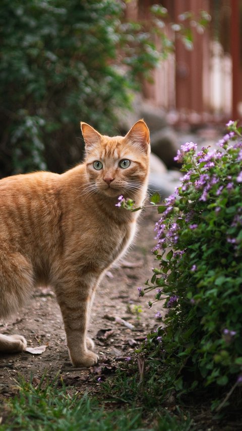 <b>Cara Melebatkan Bulu Kucing dengan Alami dan Mudah</b>