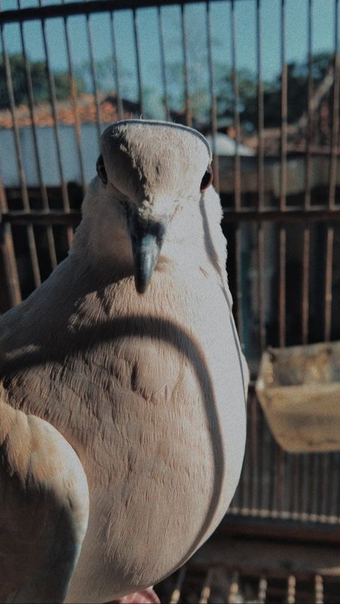 Mitos Burung Puter Pelung, Penanda Hal Gaib hingga Pembawa Rezeki