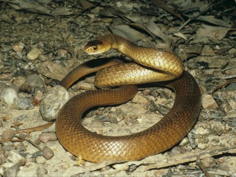 Thrilling Moment of Snake Handler Evacuating the Deadliest Snake Mating in Front of a Resident's Door, 3 Milligrams of Its Venom Can Kill a Human