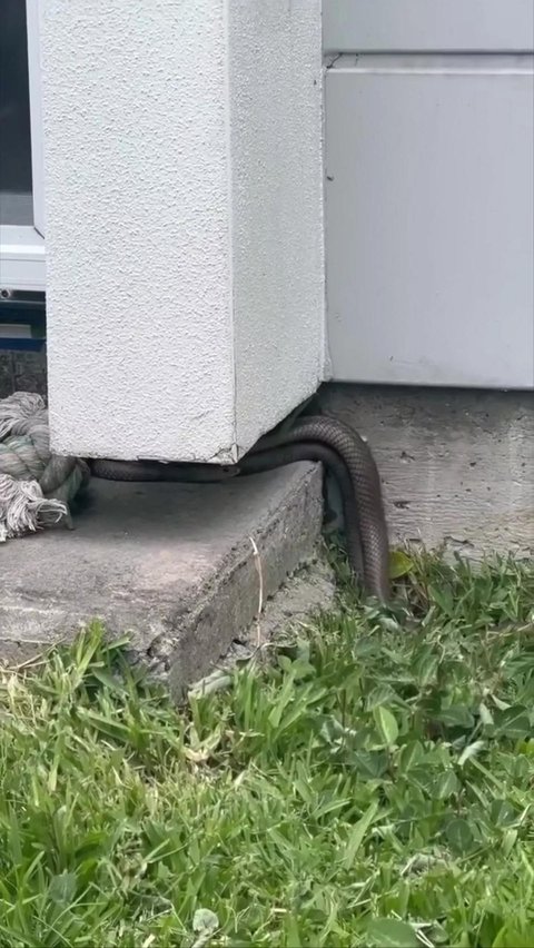 Thrilling Moment of Snake Handler Evacuating the Deadliest Snake Mating in Front of a Resident's Door, 3 Milligrams of Its Venom Can Kill a Human