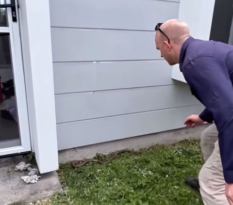 Thrilling Moment of Snake Handler Evacuating the Deadliest Snake Mating in Front of a Resident's Door, 3 Milligrams of Its Venom Can Kill a Human