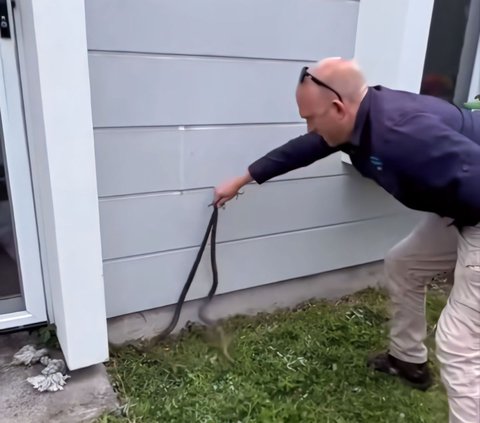 Thrilling Moment of Snake Handler Evacuating the Deadliest Snake Mating in Front of a Resident's Door, 3 Milligrams of Its Venom Can Kill a Human