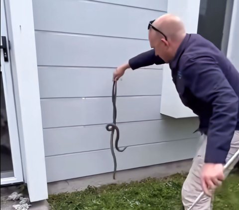 Thrilling Moment of Snake Handler Evacuating the Deadliest Snake Mating in Front of a Resident's Door, 3 Milligrams of Its Venom Can Kill a Human