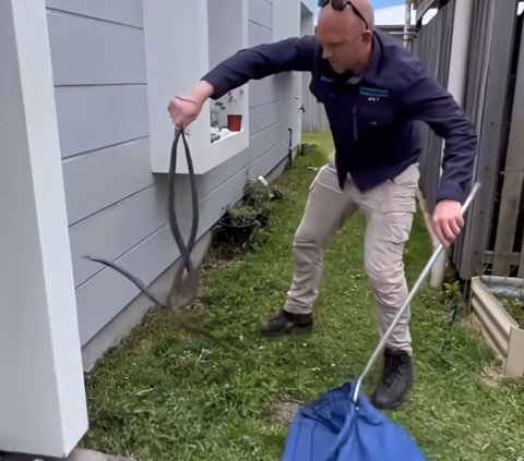 Thrilling Moment of Snake Handler Evacuating the Deadliest Snake Mating in Front of a Resident's Door, 3 Milligrams of Its Venom Can Kill a Human