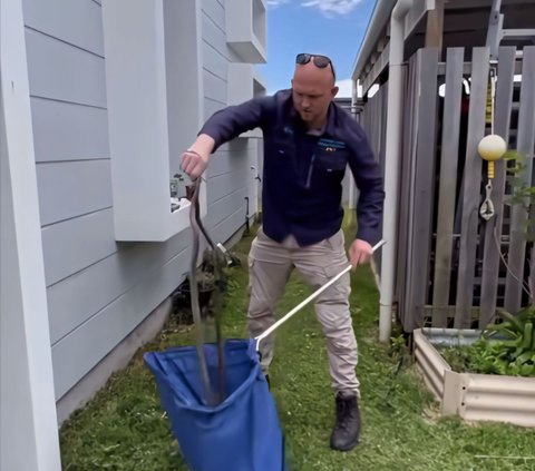 Thrilling Moment of Snake Handler Evacuating the Deadliest Snake Mating in Front of a Resident's Door, 3 Milligrams of Its Venom Can Kill a Human