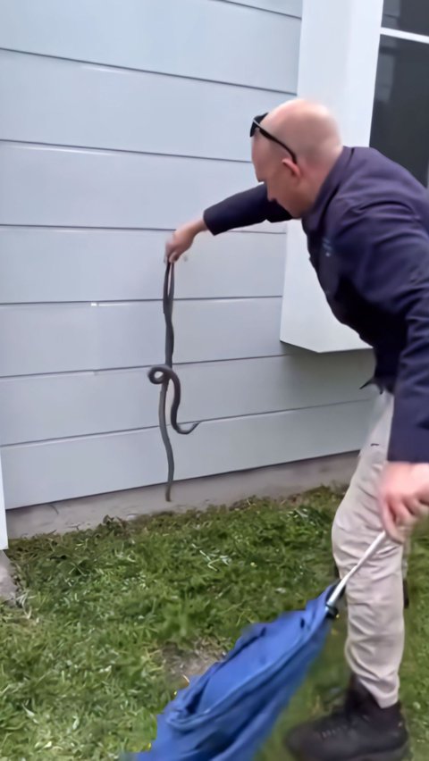 Exciting Moment of Snake Handler Evacuating the Deadliest Snake Mating in Front of a Resident's Door, 3 Milligrams of Its Venom Can Already Kill a Human