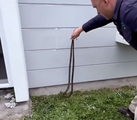 Thrilling Moment of Snake Handler Evacuating the Deadliest Snake Mating in Front of a Resident's Door, 3 Milligrams of Its Venom Can Kill a Human