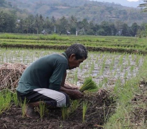 Kenalan dengan Gacong, Petani Dadakan yang hanya Ada di Banten