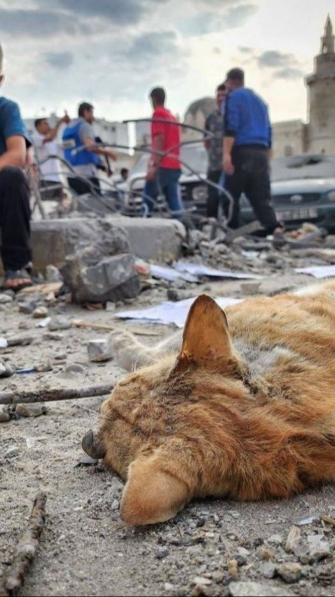 VIDEO Bocah Gaza Beri Makan Kucing Kelaparan Padahal Dirinya Sendiri Tidak Punya Makanan