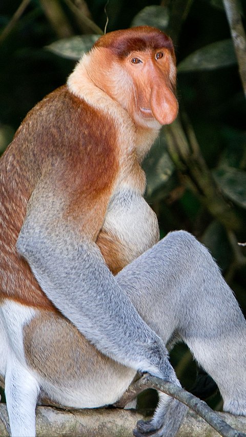 6. Monyet Bekantan (Nasalis larvatus)