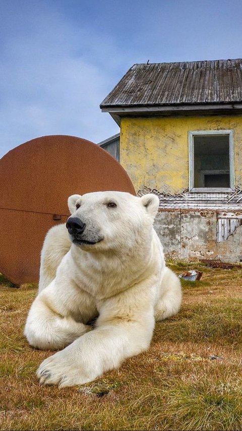 14. Beruang Kutub