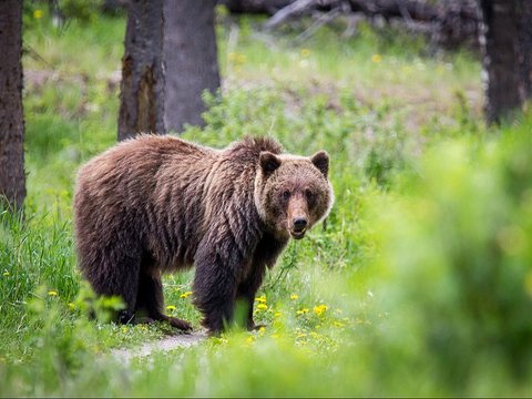 12. Beruang Grizzly