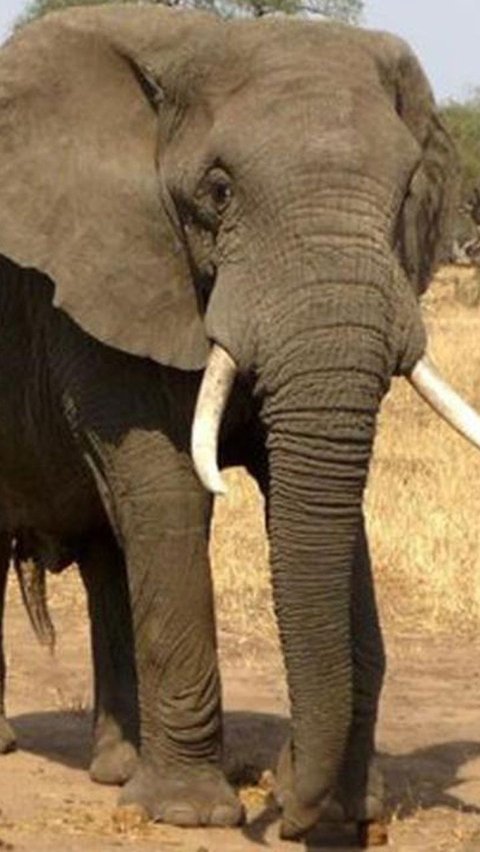 8. Gajah Afrika