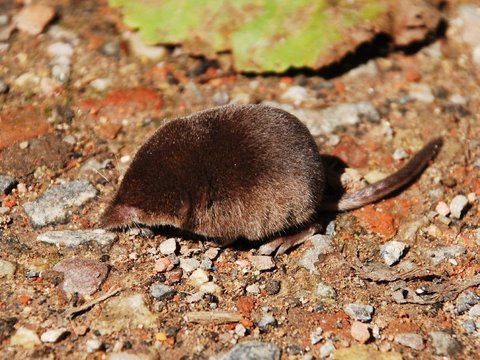 Tikus Kerdil