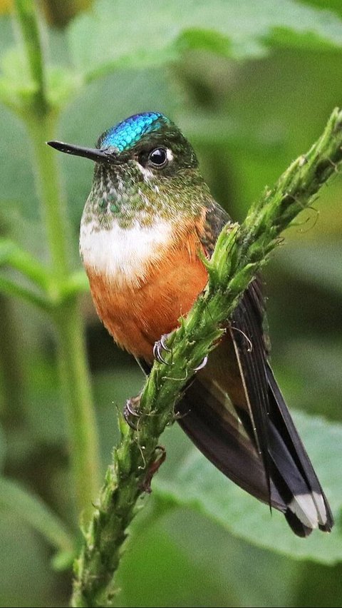 Burung Kolibri Lebah