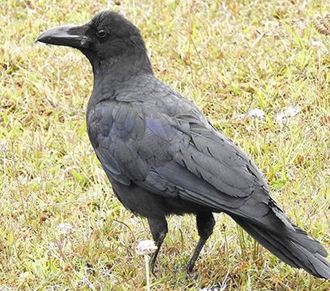 Fakta Menarik tentang Anak Burung Gagak, Warna Matanya Bisa Berubah