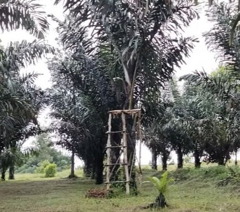 Sempat Dibilang Gila, Hidayat Arsani Kini Sukses Tanam Pohon Aren di Tanah 20 Hektare dan Bisa Gaji Karyawan Rp3 Juta Per Orang