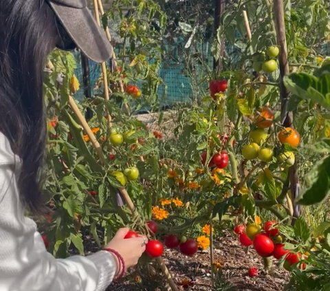 Potret Seru Isyana Sarasvati Asyik Panen Tomat di Kebun Kai Milik Sang Kakak di New Zealand