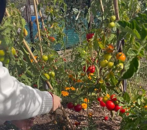 Potret Seru Isyana Sarasvati Asyik Panen Tomat di Kebun Kai Milik Sang Kakak di New Zealand