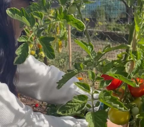 Potret Seru Isyana Sarasvati Asyik Panen Tomat di Kebun Kai Milik Sang Kakak di New Zealand