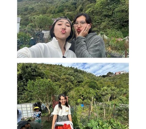 Potret Seru Isyana Sarasvati Asyik Panen Tomat di Kebun Kai Milik Sang Kakak di New Zealand