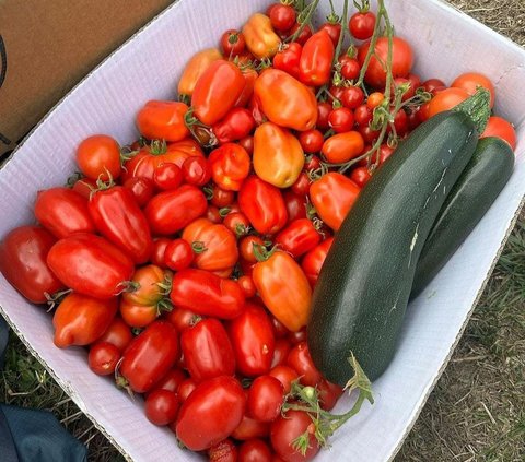 Potret Seru Isyana Sarasvati Asyik Panen Tomat di Kebun Kai Milik Sang Kakak di New Zealand