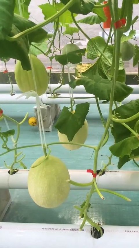 Bisa Bertani dari Jarak Jauh, Pria Indramayu Ini Sukses Budidaya Melon Lewat HP dan Raup Omzet Jutaan Rupiah