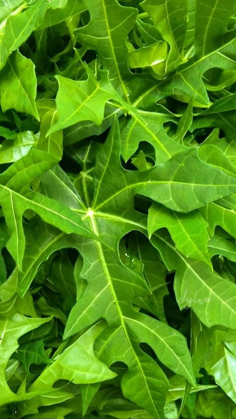 Daun pepaya bermanfaat untuk menangkal naiknya gula darah