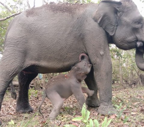 Begini Cara PLN Indonesia Power Ikut Lestarikan Gajah Sumatera Hampir Punah