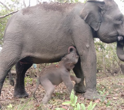 Bayi gajah Sumatera jantan lahir di Taman Nasional Way Kambas Lampung, Sabtu, 11 November 2023. (dok. Biro Humas KLHK)