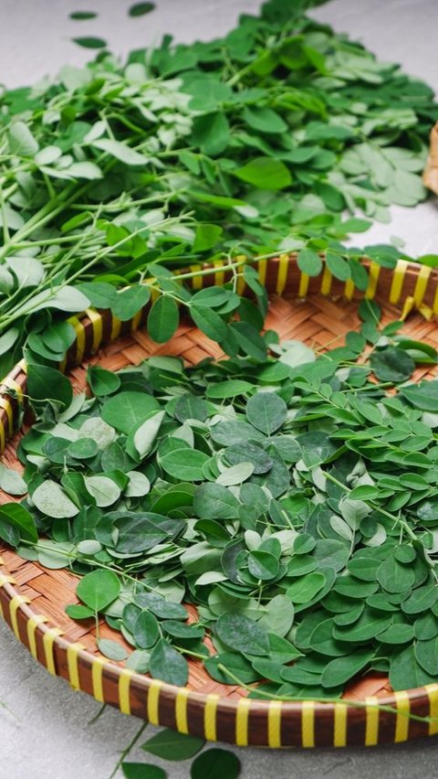 Kaya Nutrisi, Ini 4 Manfaat Daun Kelor Bagi Kesehatan Tubuh yang Jarang Diketahui<br>