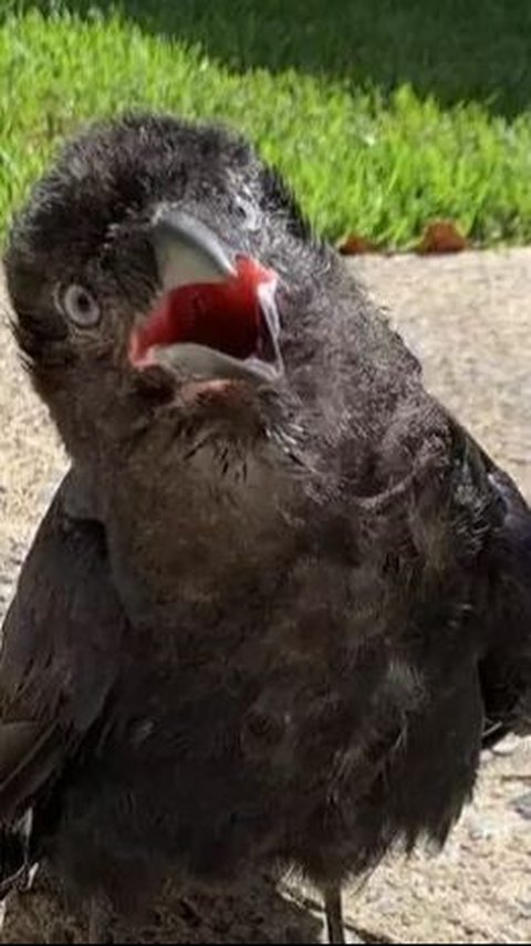 The Newly Born Crow is Very Weak