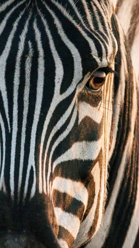 Ini Alasan Zebra Punya Corak Warna Belang Hitam-Putih, Salah Satunya Melindungi dari Gigitan Lalat