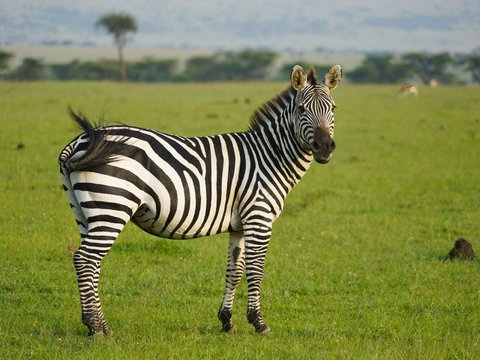 Ini Alasan Zebra Punya Corak Warna Belang Hitam-Putih, Salah Satunya Melindungi dari Gigitan Lalat