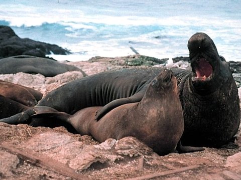 19. Seal Elephant