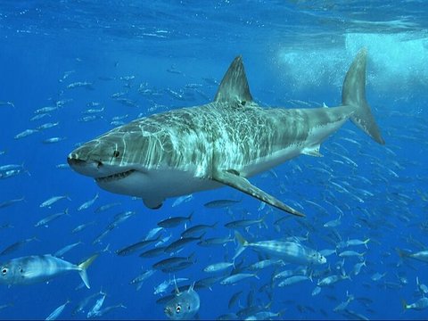 13. Giant White Shark